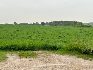 Green plants sit in a far-spanning, well-lit farmer's field. 