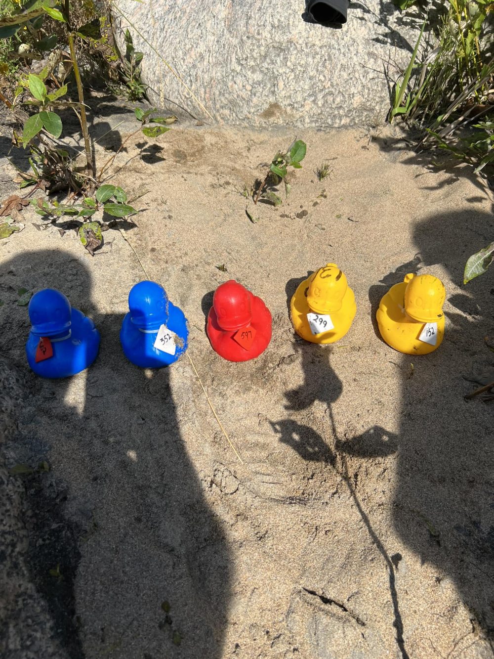 Cinq canards en plastique de couleur jaune, rouge et bleu sur le sable