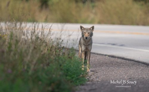 Un coyote au côté de la route.