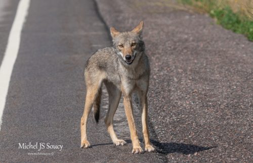 Un coyote au bord de la route.