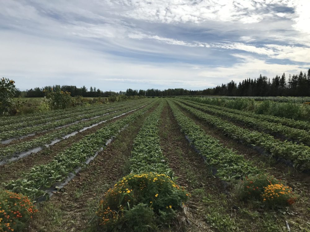 Des champs de récoltes séparés en rangée