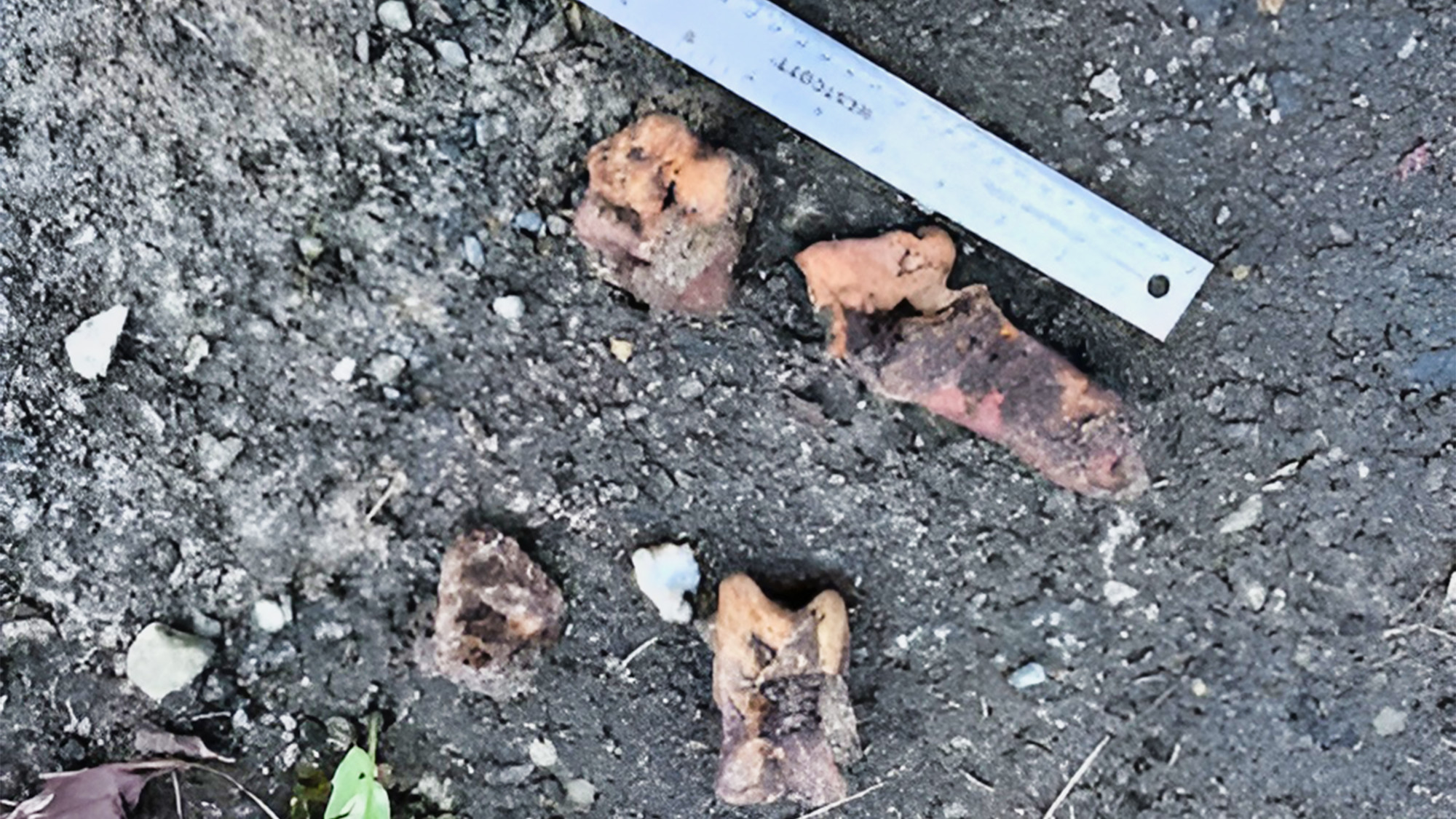 Des ossements de chevreuils sur de l'asphalte aux côtés d'une règle de métal