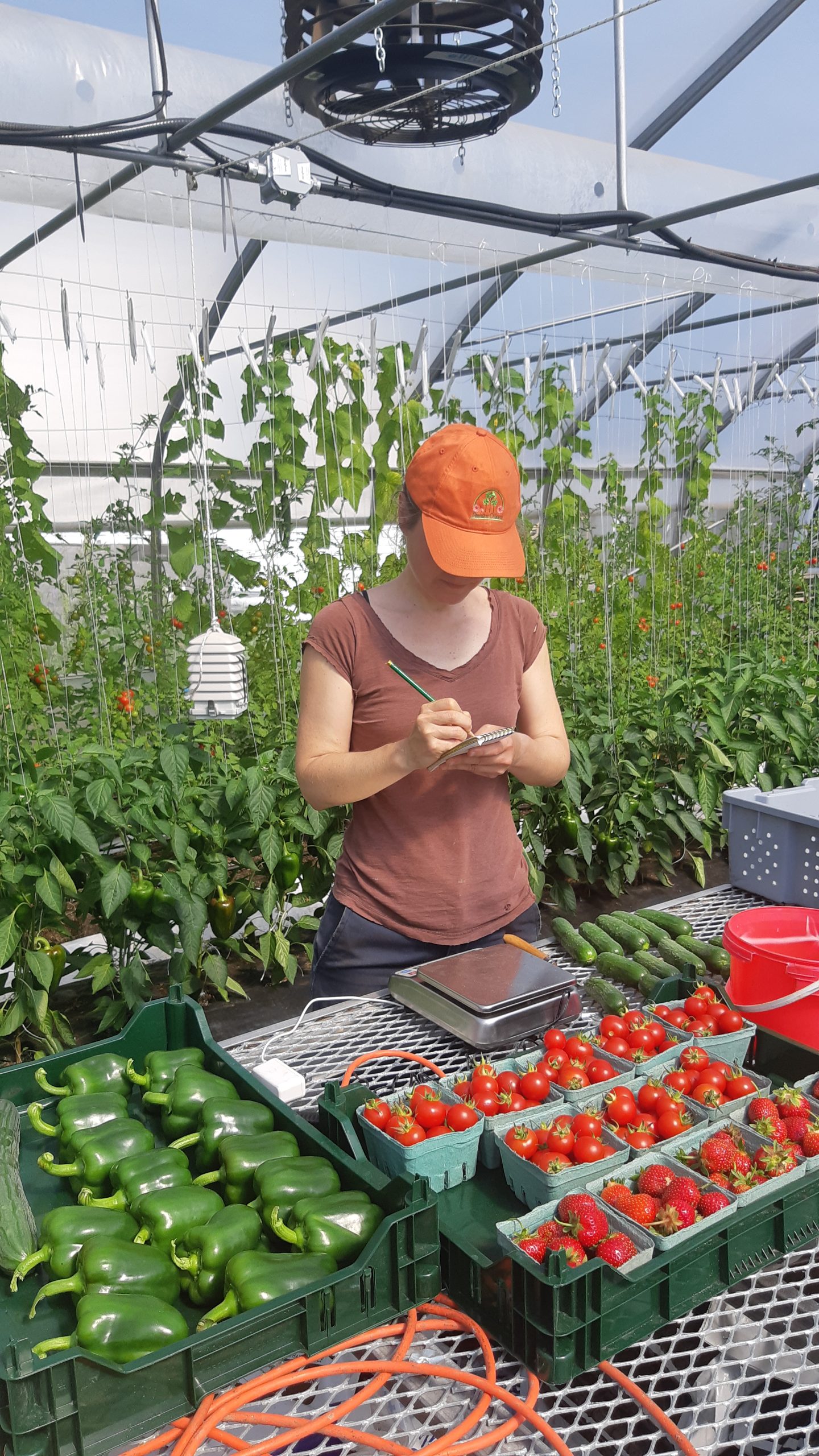 Une personne portant une casquette orange se tient devant une table recouverte des récoltes de la ferme: des poivrons verts et des tomates cerises