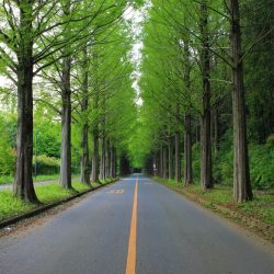 Une route avec des arbres de chaque côté