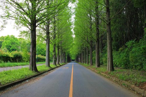 Une route avec des arbres de chaque côté