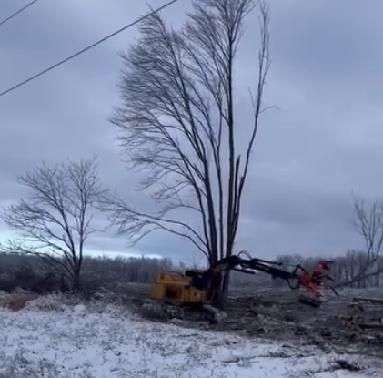 A tall tree with bare branches and snow around it is being torn down by heavy equipment. It is surrounded by downed trees.