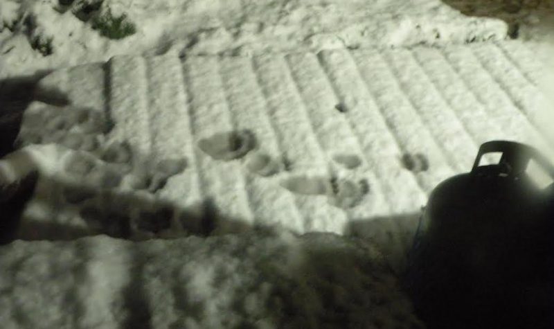 Tracks in the snow are pictured at nightfrom the black bear in Cortes.