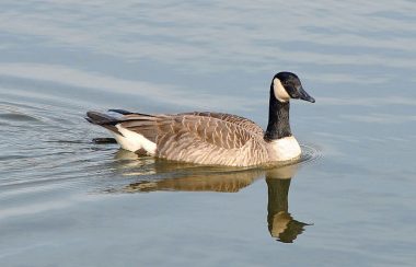 A Canada Goose floats on the water