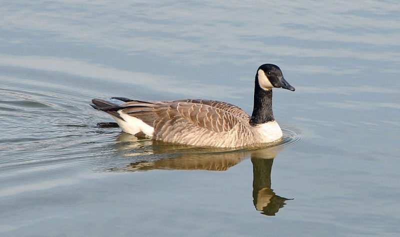 A Canada Goose floats on the water