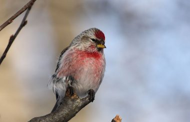 Common Redpoll on a branch.
