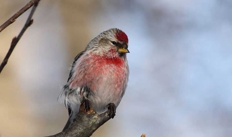 Common Redpoll on a branch.