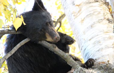 A black bear in a tree.