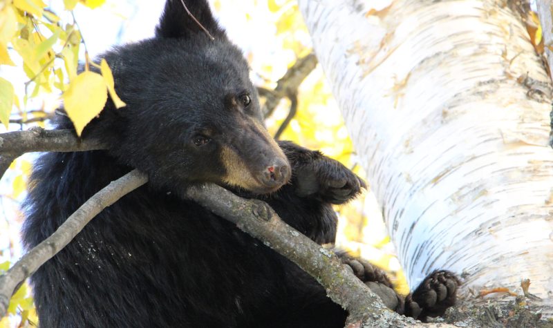 A black bear in a tree.