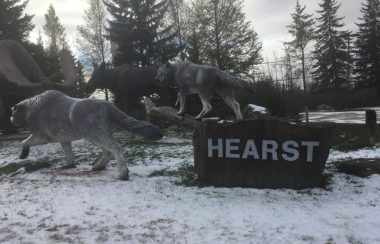 Des sculptures de loup à l'entrée de la ville de Hearst