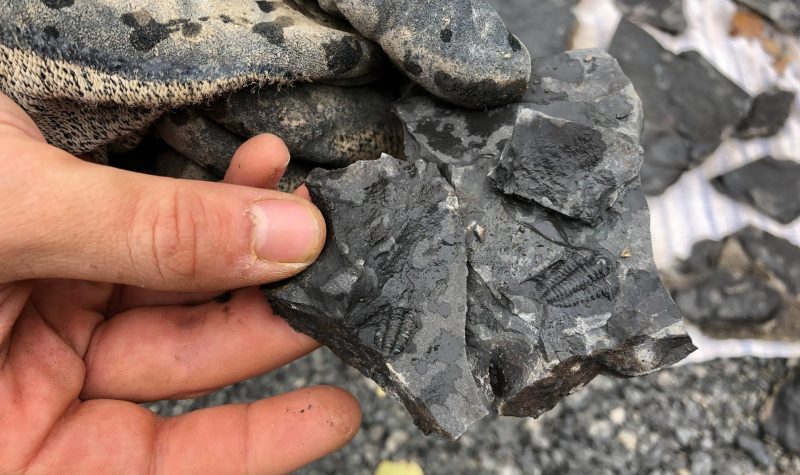 Un fossile dans une roche tenus dans une main