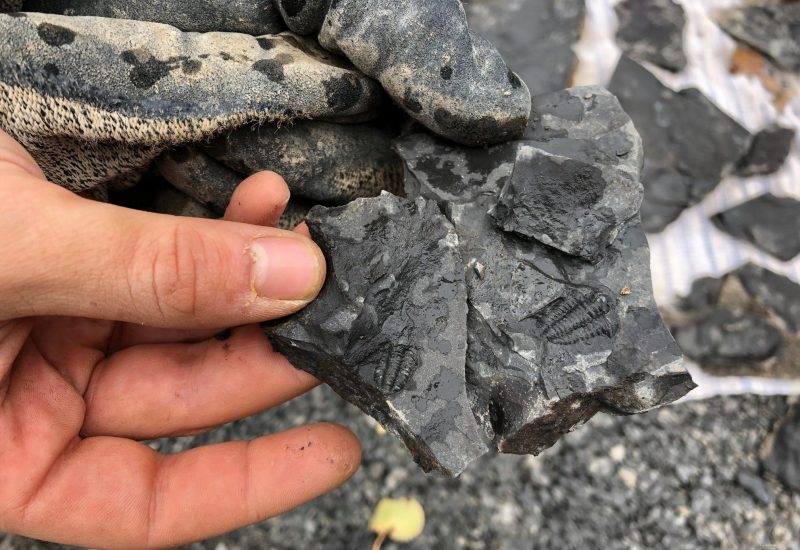 Un fossile dans une roche tenus dans une main
