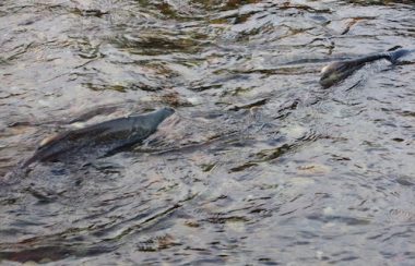 A photo of salmon spawning