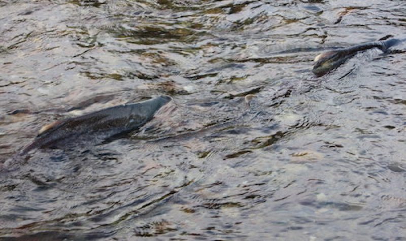 A photo of salmon spawning
