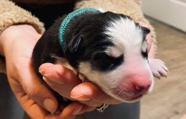 Picture of newborn Husky puppy.