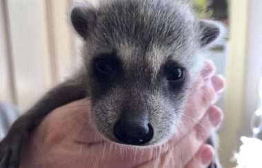 Picture of a baby raccoon in a humans hands.
