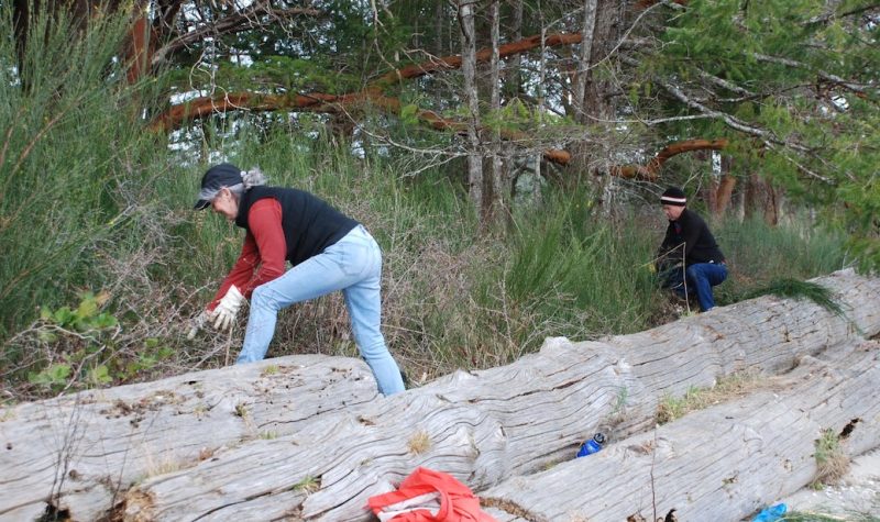Two people are seen stepping over four logs on a beach next to a forest as they clear out broom
