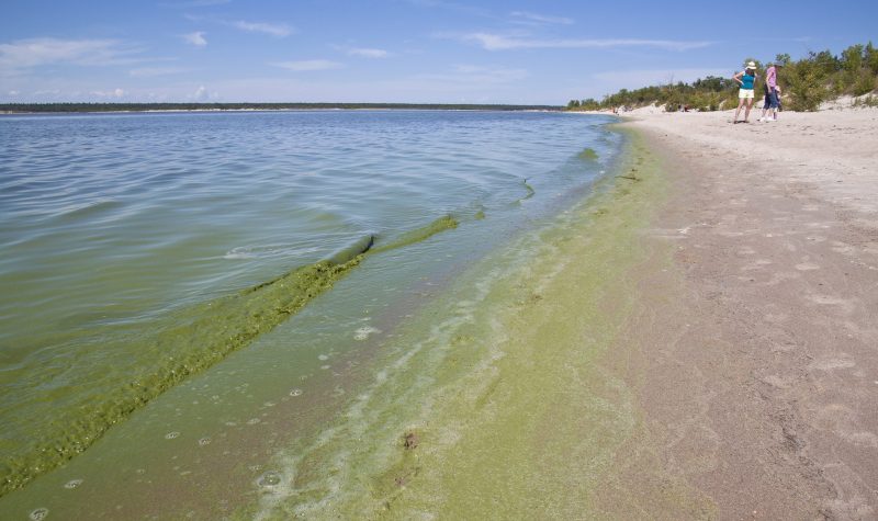 The shore of Lake Winnipeg is coated in a green hue as an algae bloom stretches down the beach. Weather is sunny.
