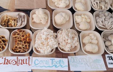 Six edible mushroom varieties are displayed across a market table.