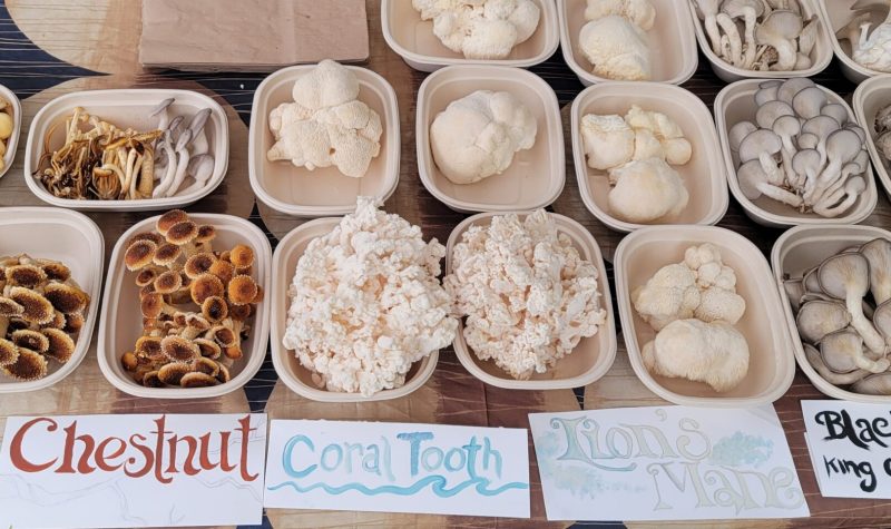 Six edible mushroom varieties are displayed across a market table.