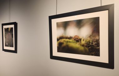 2 photos accrochées au mur. Sur une d'elle on vois l'escargot dont la photographe parle dans son entrevue