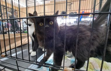 a spooked out kitty cat is looking out from a cage at Total Pet in Smithers, BC