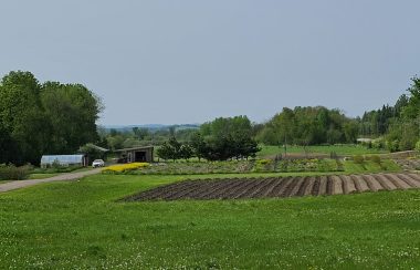 Rows of tilled land in the middle of a grassy field with some small greenhouses and outbuildings in the background.