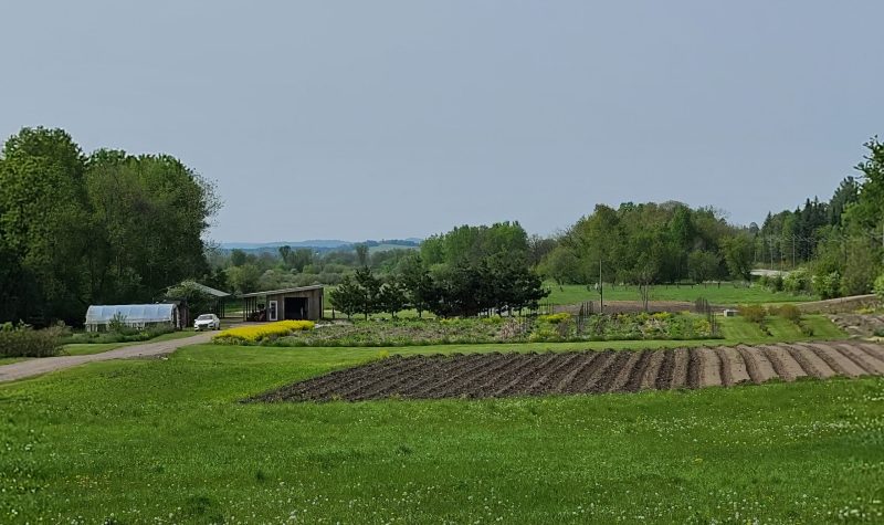 Rows of tilled land in the middle of a grassy field with some small greenhouses and outbuildings in the background.