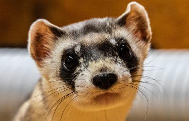 Black-footed ferret looking at camera