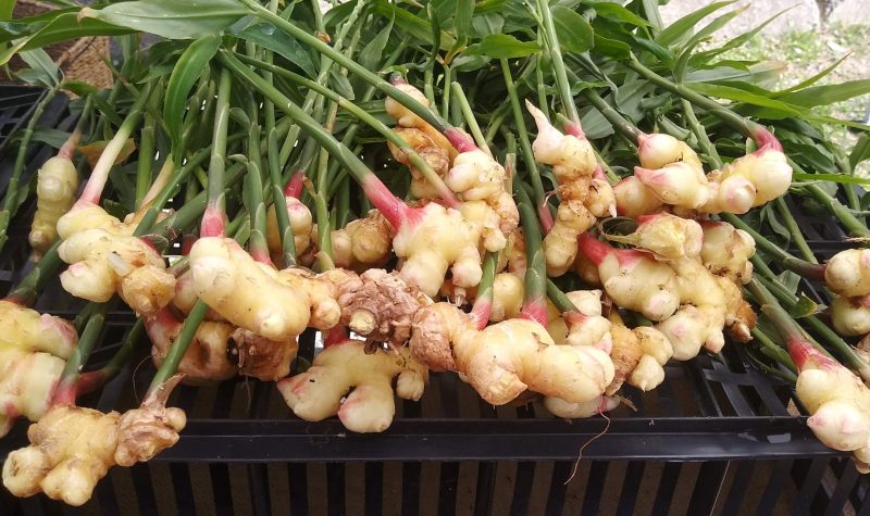 Fresh ginger displayed at a vendors table.