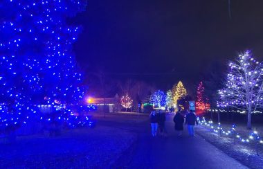 Un sapin recouvert de lumières bleues, des gens sui marchent sur le sentier du zoo, plusieurs autres décorations illuminées
