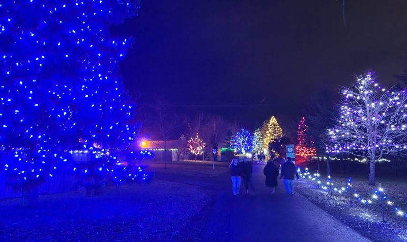 Un sapin recouvert de lumières bleues, des gens sui marchent sur le sentier du zoo, plusieurs autres décorations illuminées