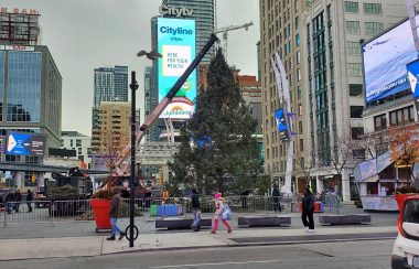 A 40 foot tree at Younge and Dundas being raised by a small crane with peole walking by