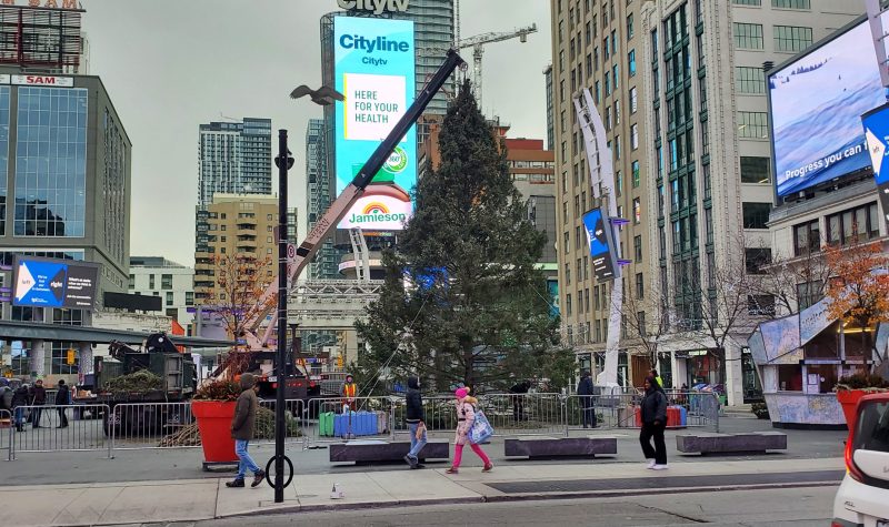 A 40 foot tree at Younge and Dundas being raised by a small crane with peole walking by