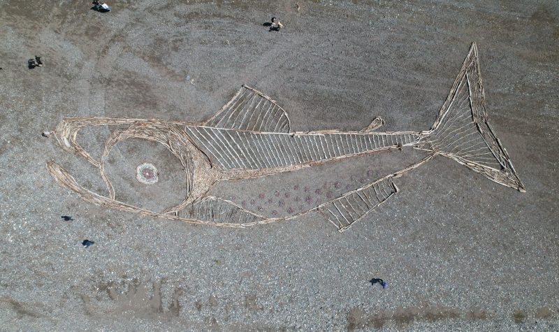 A 100 foot salmon made of driftwood on the bank of the Skeena river. Photo courtesy of Alex Stoney.