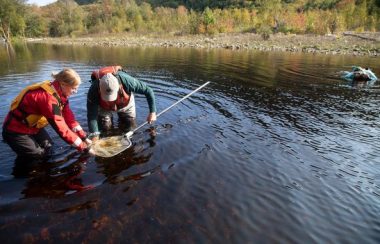 Une femme et un homme recueillent des petits saumons dans une rivière avec un filet.