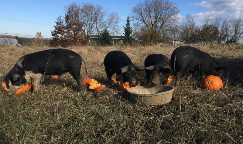 A group of pigs eating pumpkins in the pasture.