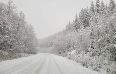 route enneigée et arbres des deux côtés recouverts de neige également