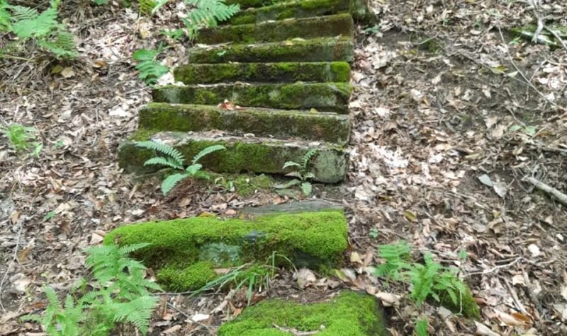 A picture of the stone steps, now covered in moss, leading to the Potton Springs dating back to the 1800s.