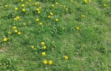 Pictured is a dandelion filled lawn.