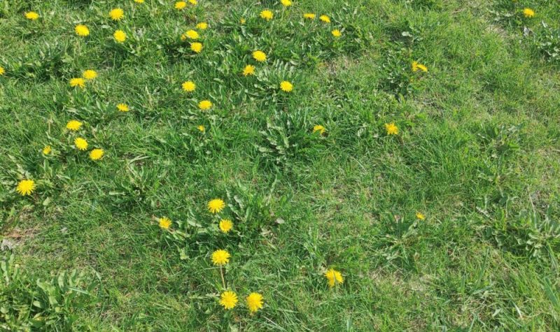 Pictured is a dandelion filled lawn.