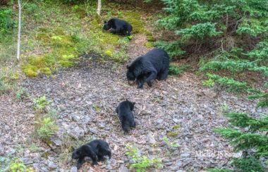 Une mère ours et trois oursons près de la route.