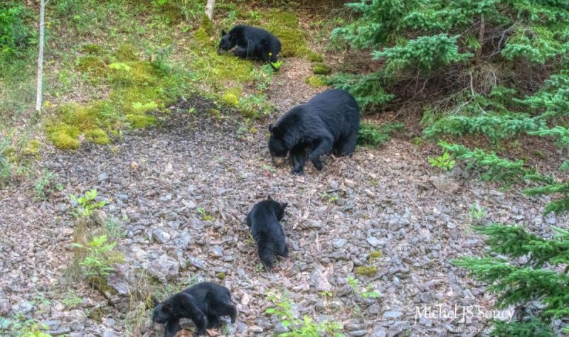 Une mère ours et trois oursons près de la route.