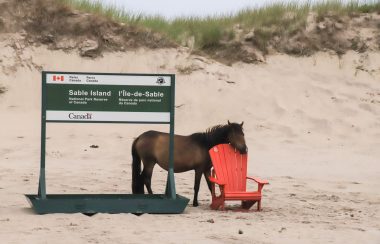 Un cheval repose sa tête sur une chaise longue, à côté d'un panneau indiquant l'ile de sable