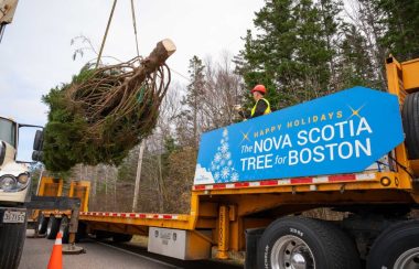 Un gros arbre de Noël en train d'être monté sur un camion.