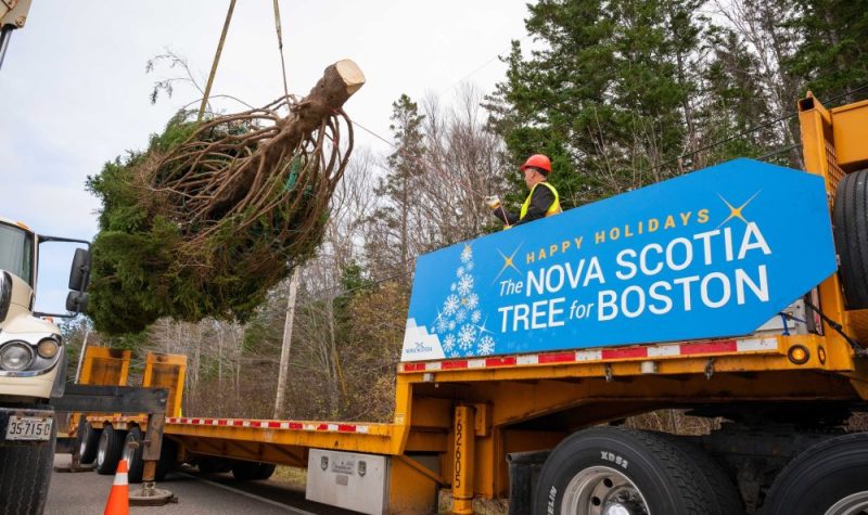 Un gros arbre de Noël en train d'être monté sur un camion.